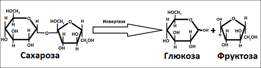 Схема реакции гидролиза сахарозы